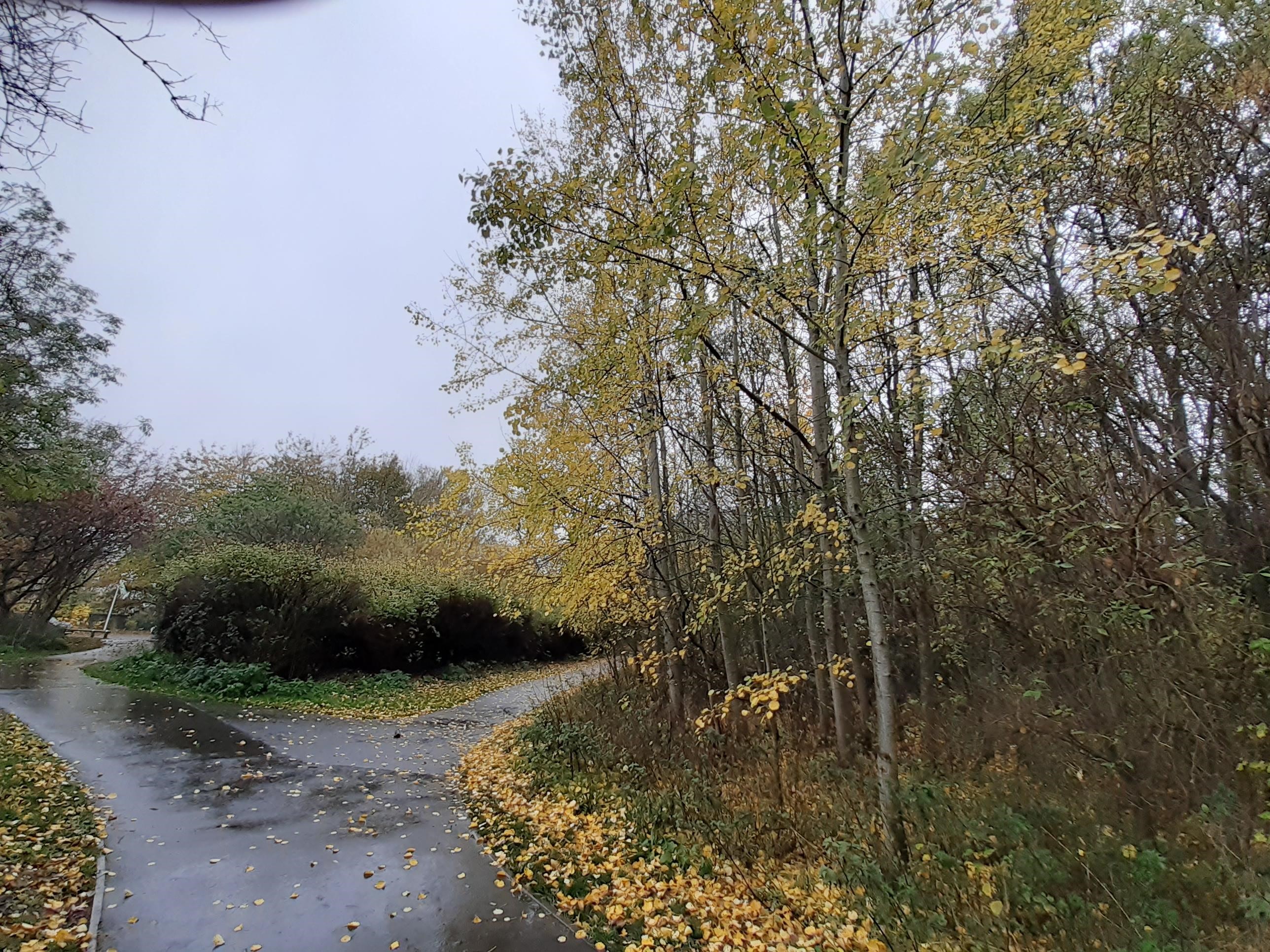 Benton Quarry Park silver birch Benton Quarry Park silver birch