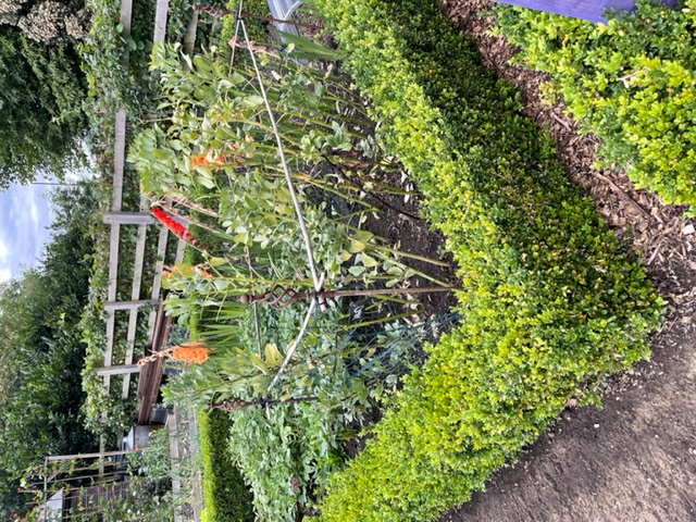 Allotment Winner 2022 Allotment Winner 2022